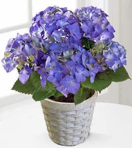 planted-gift