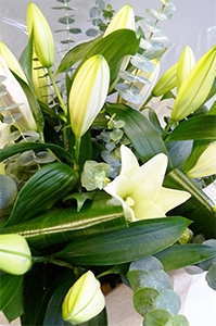 white-elegance-lillies