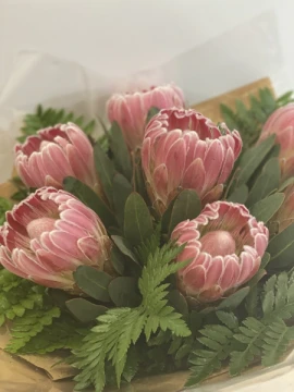 protea-world