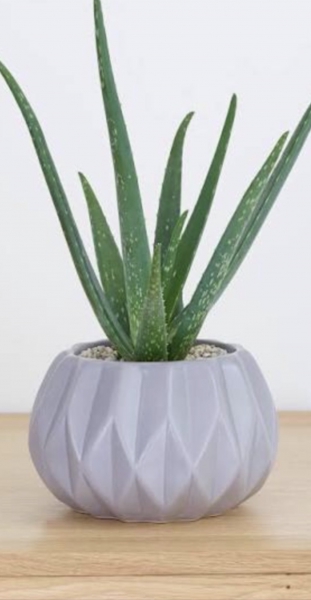 aloe-aloe