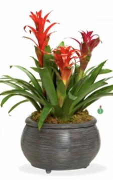 bromeliad-collection