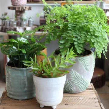 houseplant-selection