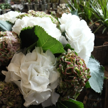 simply-hydrangeas