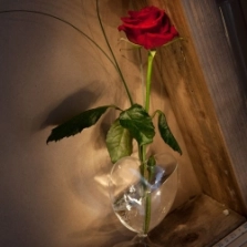 single-red-rose