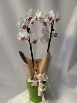 orchid-plant-in-a-pot