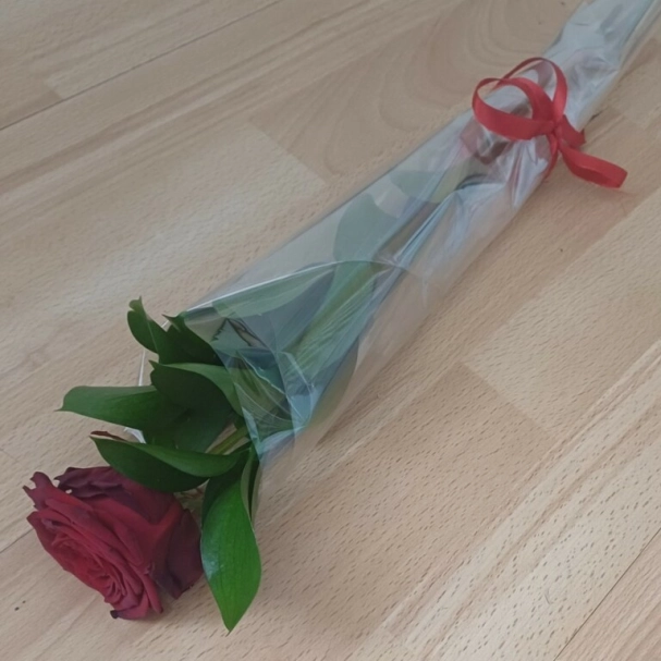 single-red-rose-valentine