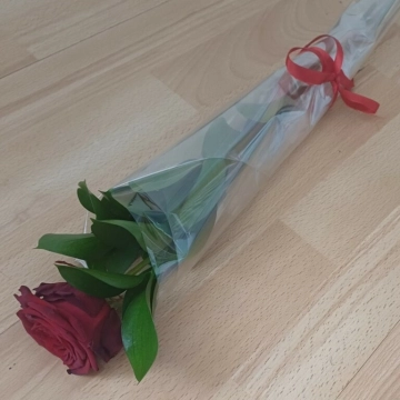 single-red-rose-valentine
