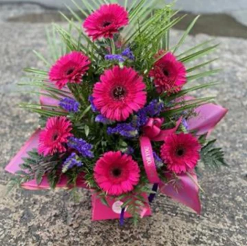gorgeous-gerbera-pink