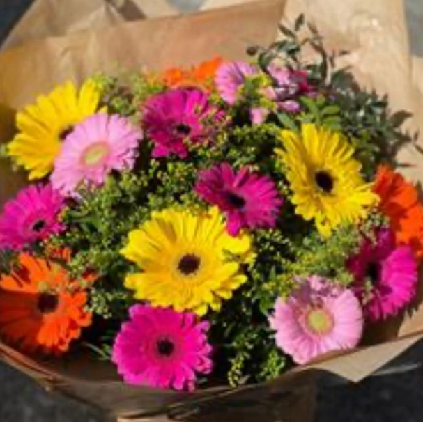 Gerbera fenzy