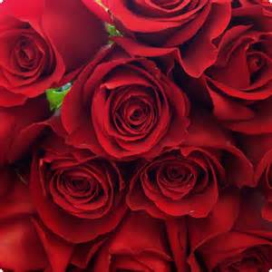 24-red-roses
