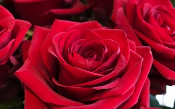 dozen-red-roses
