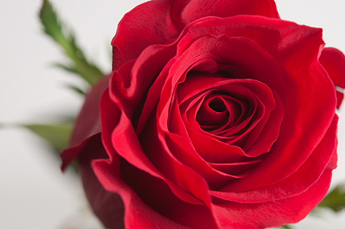 12-dozen-red-roses