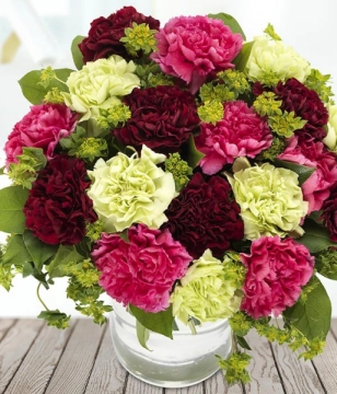 carnations-delight
