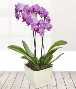 pink-orchid