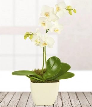 white-orchid