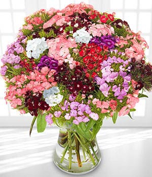sweet-william