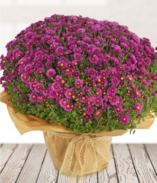 Pot chrysanthemum