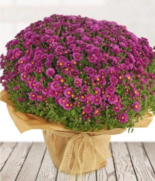 pot-chrysanthemum