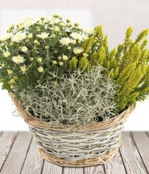 mixed-plant-pot