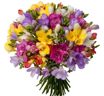 mixed-freesias