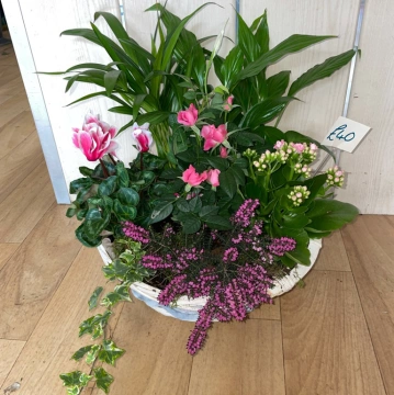 planted-basket