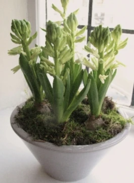 ceramic-hyacinth-bowl