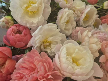 simply-stems-peony-100