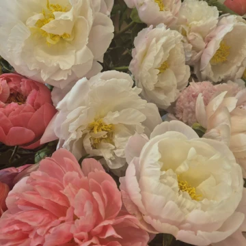 simply-stems-peony-10