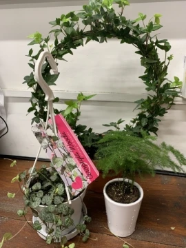 trio-of-house-plants