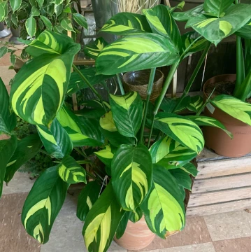 maranta-prayer-plant