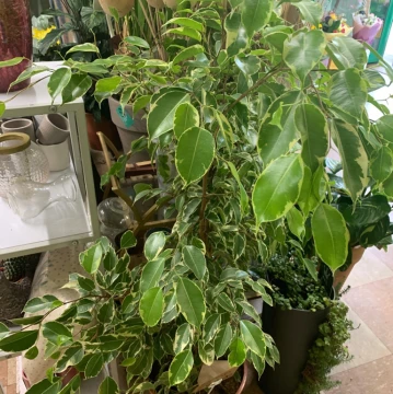 weeping-fig-ficus