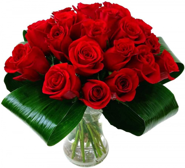 24-ecuadorian-red-roses