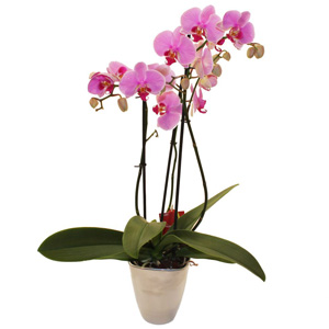 Elegant orchid