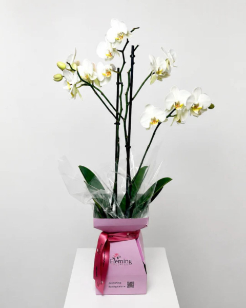 Ophelias orchid