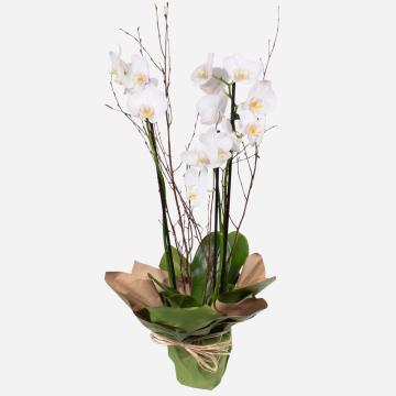 orchid-plant-1